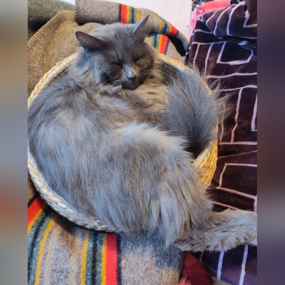 Meet your Posher, Shauna - Picture 2 of 9